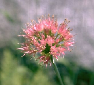 alva0040.jpg