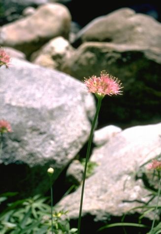 alva0042.jpg