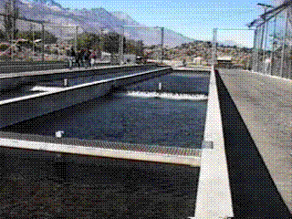 black fish1