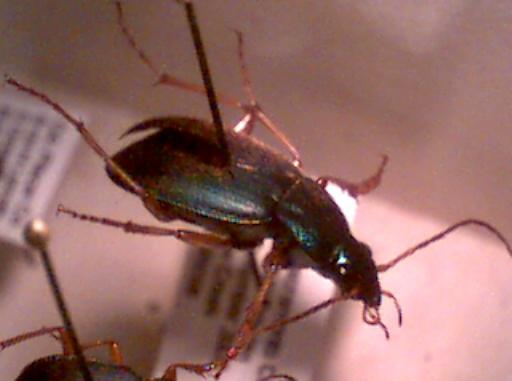 beetle
