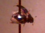 beetle