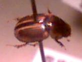 dung beetle
