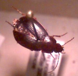 ground beetle