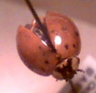 ladybird beetle
