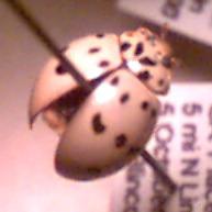 ladybird beetle