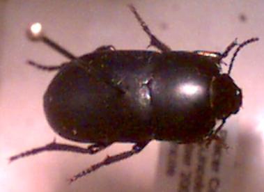 beetle