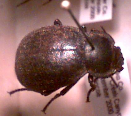 darkling beetle