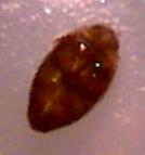 whirligig beetle