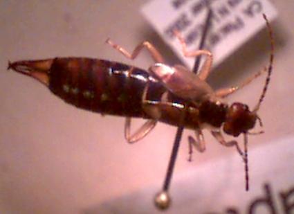earwig