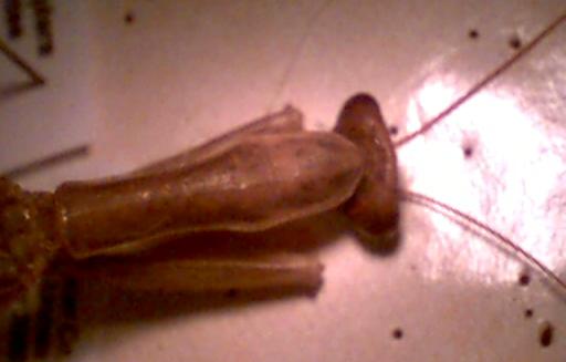 mantid