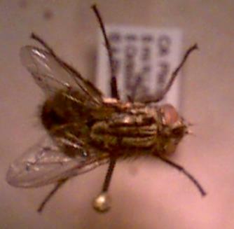 flesh fly