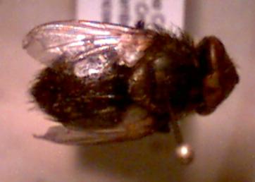 tachinid fly