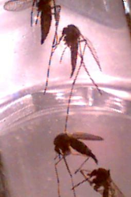 mosquito