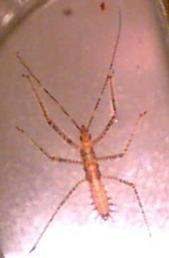 assassin bug