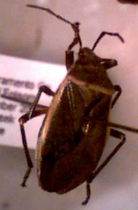 scentless plant bug