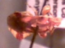 ambush bug