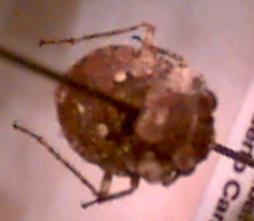 toad bug