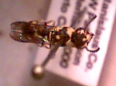 potter wasp