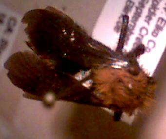 velvet ant