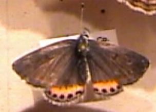 gossamer-winged butterfly