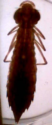 darner dragonfly