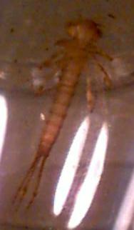 narrowwinged damselfly