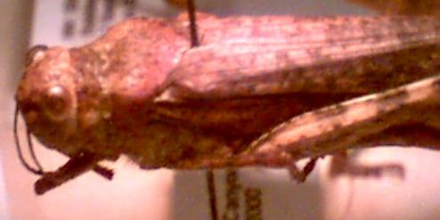 short-horned grasshopper