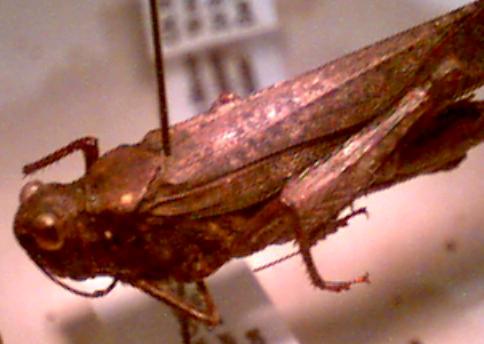 short-horned grasshopper