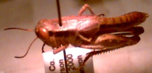 short-horned grasshopper
