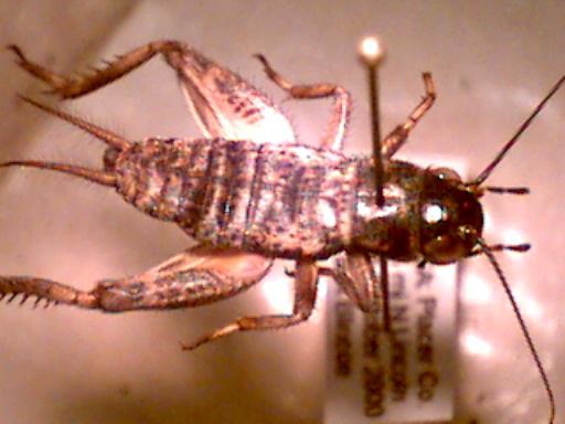 cricket