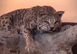 bobcat