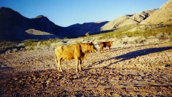 nevada cows image
